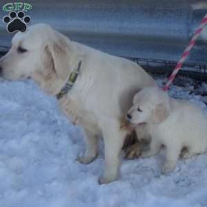 Emily, English Cream Golden Retriever Puppy